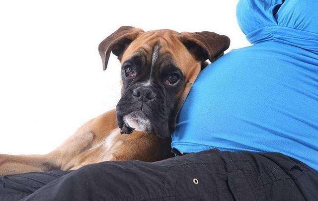 关于狗狗的一些谣言！这些谣言都是错的，辟谣！