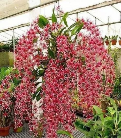  [石斛]盆栽石斛花，养护有技巧，开花一串串，花如瀑布，美似秀发