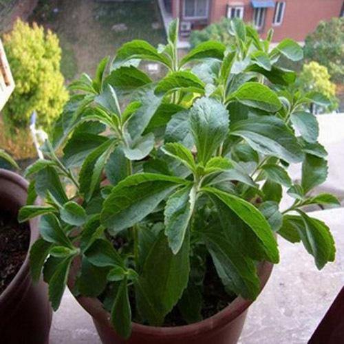 农村野外有一种比蔗糖还要甜上几百倍的植物，摘一片叶子能泡茶