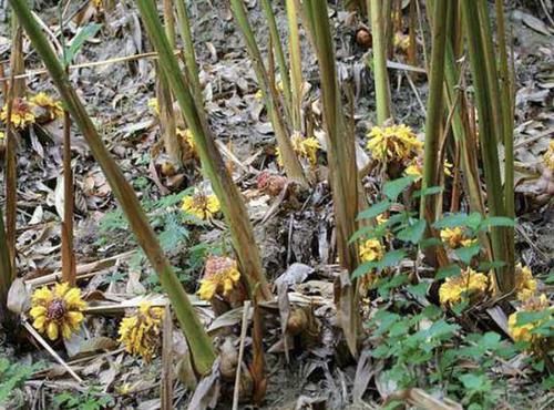  【地面】南方竹林里，有1种“草果”奇特，果子在地面，见到请爱惜！