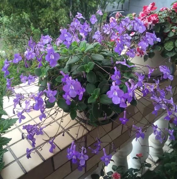  土壤：此花，时养护土壤要保持湿润的状态。