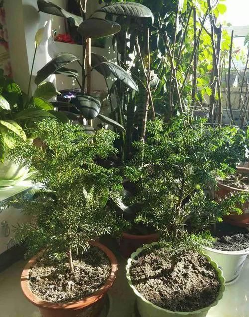  大熊猫@红豆杉号称“植物大熊猫”，净化空气促健康，注意5点红豆挂满枝