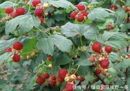  【植物】在农村，有1种椭圆的“野果”，以往叫它“山药豆”，珍贵、少见