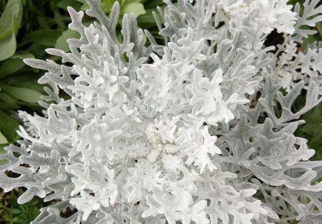#叶菊可以#它是不用看花的菊科植物,叶片银闪闪,美得发光,耐寒好养