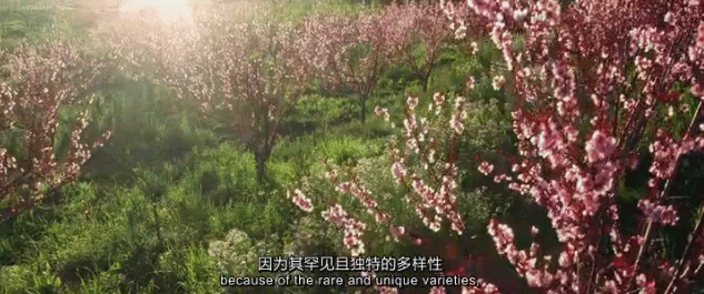  『世外桃源』豆瓣9.2，这「成人」的童话世界太疯狂