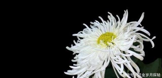 『种花草』可以食用的9种花草,最好在卧室放一盆!不但好看还好吃