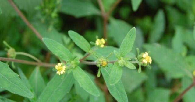  「喜欢」农村一种喜欢粘人的野草，人称“豨签草”，却是祛风湿