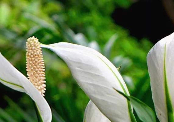 【长寿花】这三种花号称“见光死”,进入夏季养护要小心,稍不注意就死了