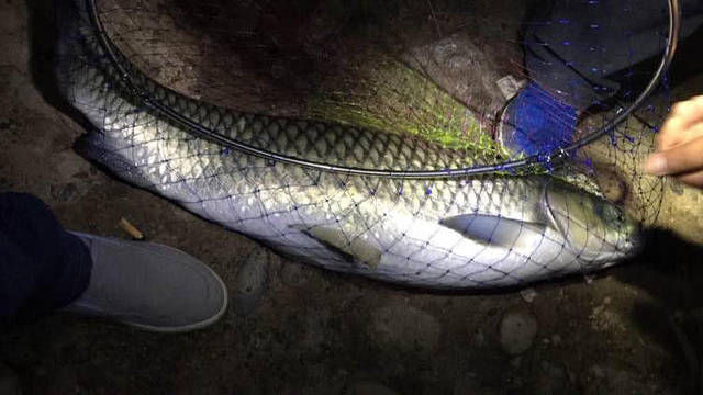  钓上来■这条大草鱼将近20斤，能钓上来真不容易