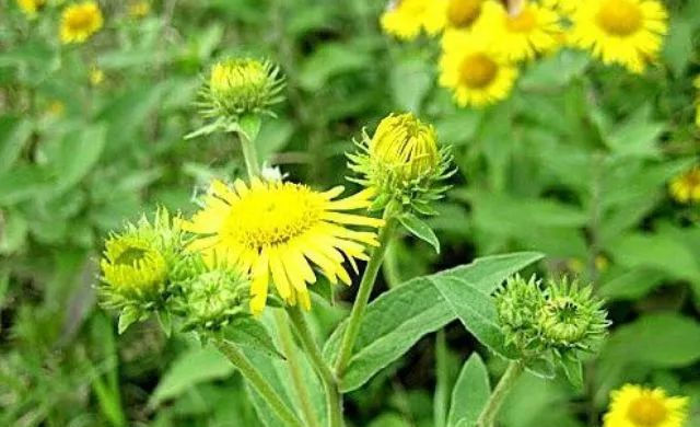常见|农村常见的野花,长相似“野菊花”,价值比菊花高,卖50元一斤