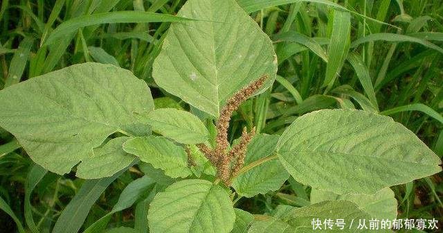 农村最野蛮的杂草，农民都拿去喂猪，却不知是抗癌良药，作用大