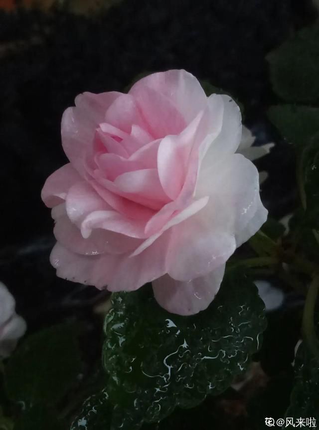 『光照』30种耐阴花,室内光照不佳,也能全年开花
