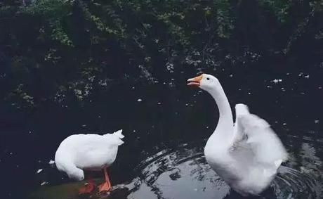  『小院』20多岁的年龄差距，却把一个破烂的农家小院变成了“桃花源”