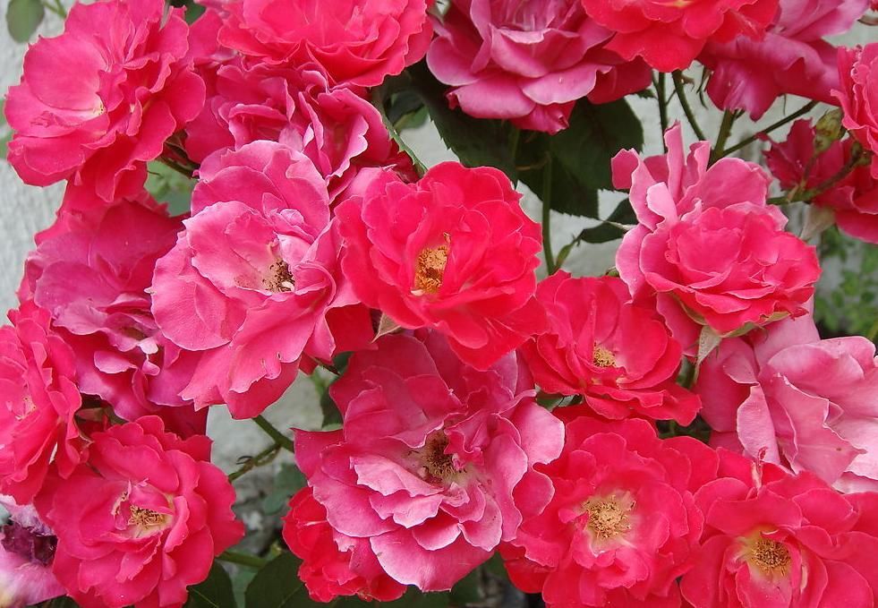  『大花香水』此花花大芳香，花色鲜艳，观赏性强，低温开花，值得拥有和养护