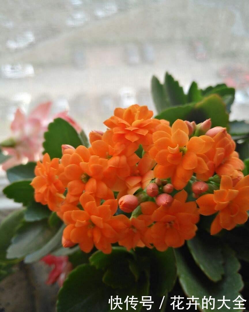  禁忌■养花不能太随意，否则花草浑身难受，几天就死翘翘！