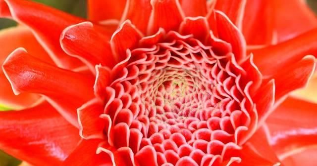 「天都」适合新手养的3种花,开花漂亮花期长,开花200天都不停