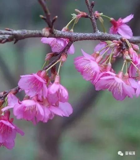 福清樱花太美！春节不用去日本在这里就可以看见大片樱花园~