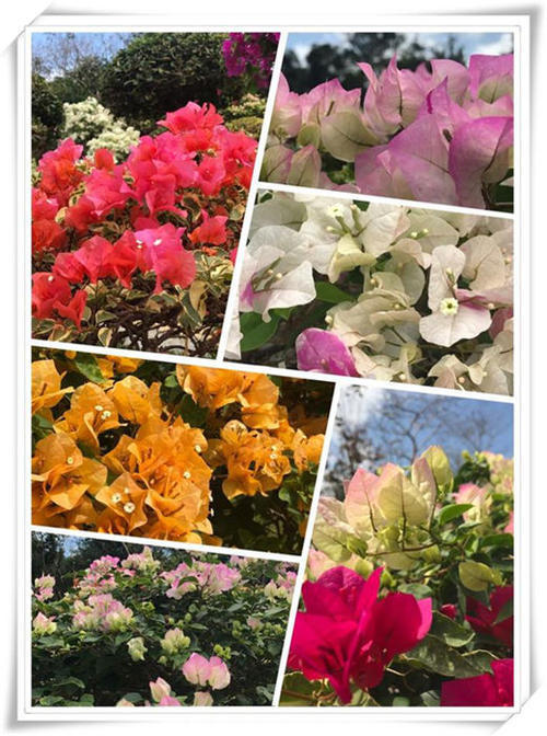 2017海南之行——浪吻白沙醉三亚