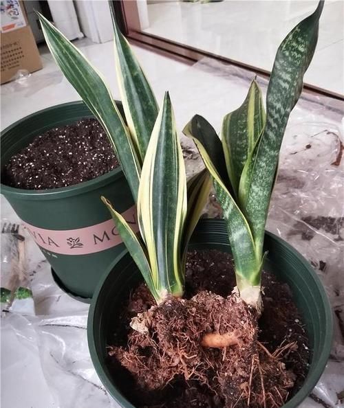  水浇灌■划重点！这7种花春天浇水方式，做对了后半年疯长不用愁