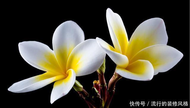 富贵■3种花适合家养,开花量多爆盆简单,富贵招财满屋飘香,谁养谁爱