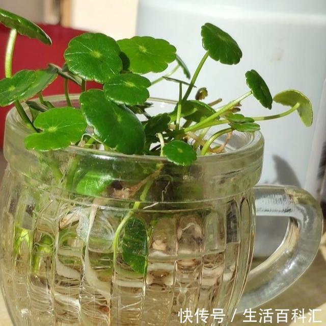  「天一」养花技巧：安全度夏水培花，天一热就养它，1杯水养爆盆