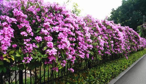  花海■藤本植物，有“紫铃藤”就够了，一树多色花，给你一片花海