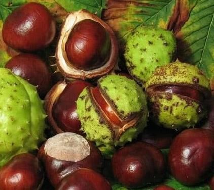 去国外旅游，看到地上掉板栗，不要捡，当地人也不敢