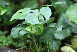  「吸附」4种花是“吸附甲醛”小能手，尤其最后一种，养在卧室太好了！