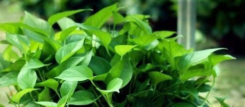  「轻松」老花匠养绿萝，都用这种“水”，7天用一次，叶片蹭蹭长,轻松爆盆