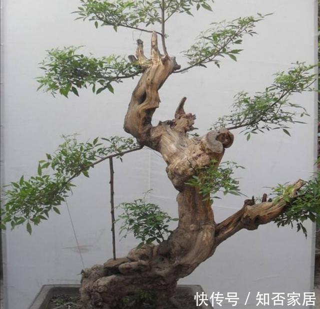 黄荆|秋天挖黄荆做盆景,栽植要注意这几个细节,才能提高成活率