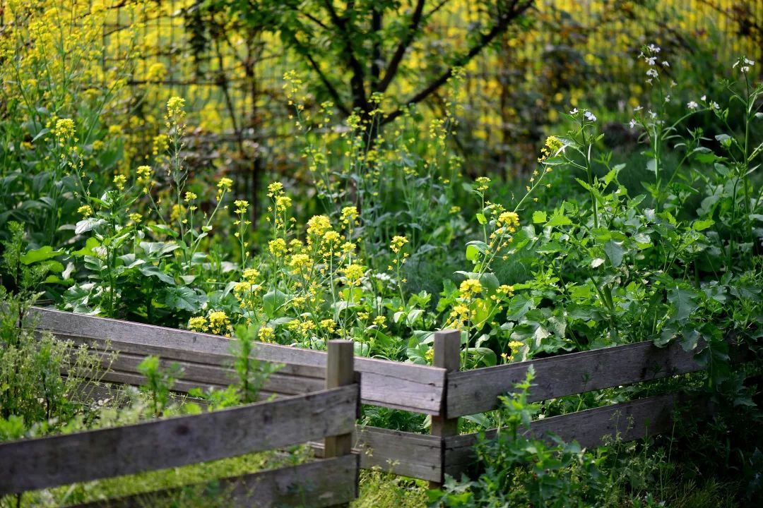 40岁高薪夫妇提前退休，造3000㎡花园惬意养老，还有酒坊！