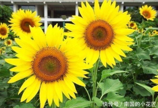 耐热|夏天最不能错过的几种花,耐热耐旱很好养,可爱清新很养眼!