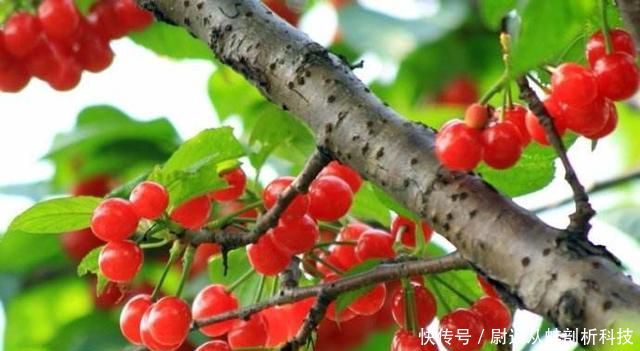  「樱桃没」产地频繁卖不动，数万吨找销路，价格却很贵，吃货：烂地里吧