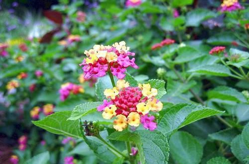 【开到】一花多色的“五色梅”,学点它的养护,年年花开到爆盆!