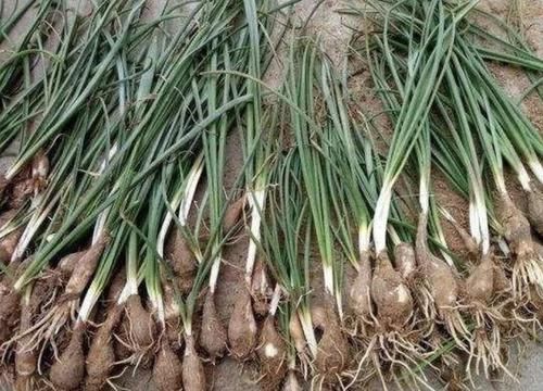  「绵枣」1种植物被称为“地枣”，看着像“大蒜”，遇到要珍惜，1斤10元！