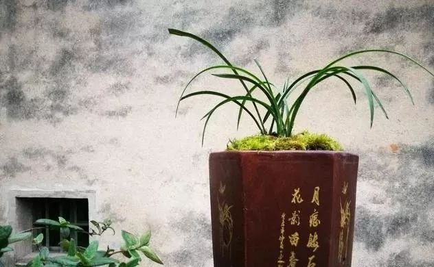  #深盆#种植兰花究竟用深盆还是浅盆？掌握好种植关键技术，种植很简单