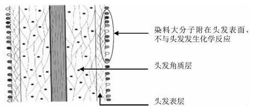  毛小皮细胞@染发的时候，头发发生了什么？