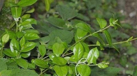 农村一种植物是一种良药 祛风止咳有奇效