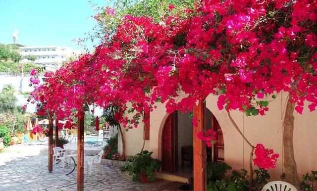 此花再贵也要栽几棵，号称“天下第一美”，花开220天，落土就活