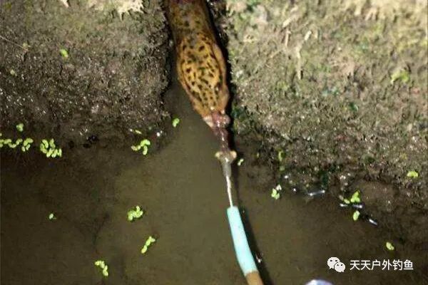  「小龙虾」野生黄鳝鲜美滋补，可以用这种民间钓法垂钓，比钓鱼更有乐趣！