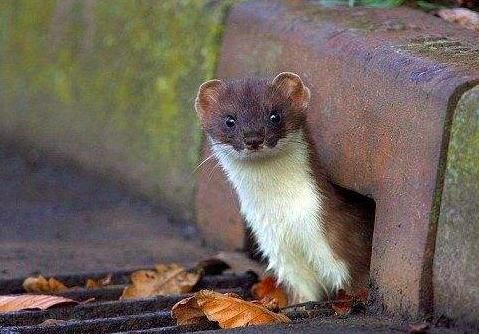  「野鸡」黄鼠狼全身是宝，经济价值也高，为何在农村却没有人养