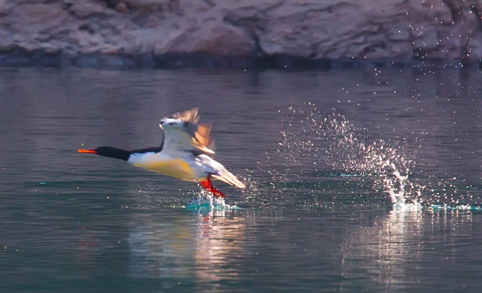 “水中大熊猫”出现在浙江多地 全球仅存1000多只