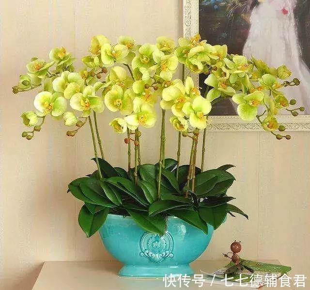  [冬季室内]离过年只剩十几天，这15种花年味十足，再不准备就迟了