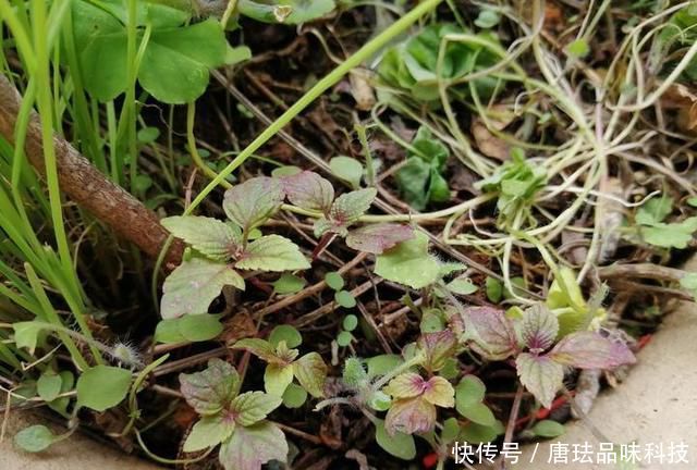 花盆@春天来了,酸咪草都开了,紫苏都种活了!
