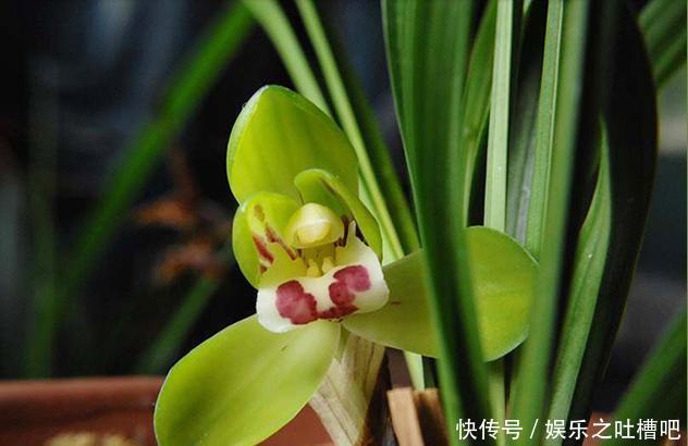 「花型」开花“奇香”的铭品兰花,花色翠绿,花型饱满大气,新手养兰首选