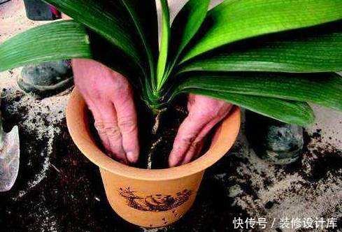 『营养土』养花土别买了,“3种”废渣一掺和就是“养花万能土”,养啥活啥