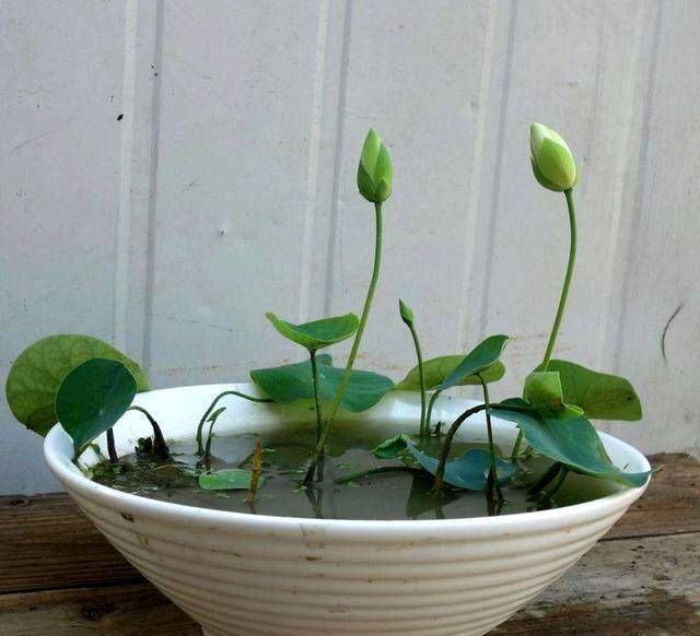 「花草」这些盆栽植物都是喝水的。它们每一个都盛开着花草