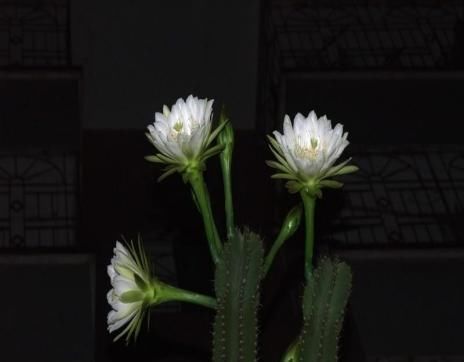 『天尺』量天尺怎么养,有什么作用?镇宅化煞