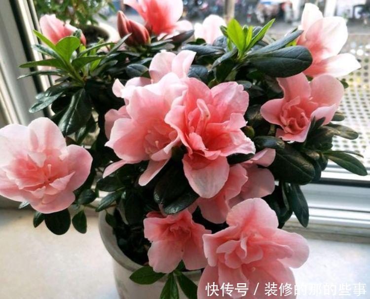 【家里】喜欢在家里养花,就养3种开花美寓意好,花期长能爆盆的好养花