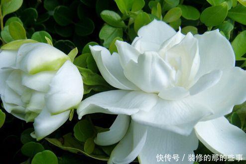『玫瑰』客厅养花,就养盆“高贵玫瑰”假日公主,花开金光四射,高贵优雅